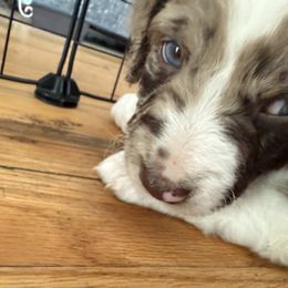 Aussiedoodle Puppies from Vali Girl Aussiedoodles