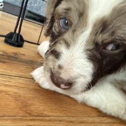 Aussiedoodle Puppies from Vali Girl Aussiedoodles