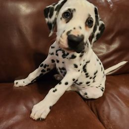 Dalmatian Puppies from Calvary's Dalmatians