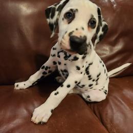 Dalmatian Puppies from Calvary's Dalmatians