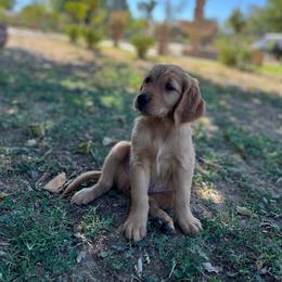 Goldendoodle and Golden Retriever Puppies from PuppyBlossom