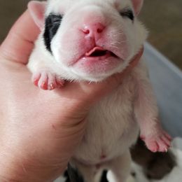 English Bulldog Puppies from Ruza's Bulldogs