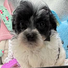 Campbell - Black & white male Maltipoo puppy in Colonial Beach, Virginia from BeachRidge Pups