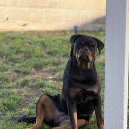 Rottweiler Puppies from Von Der Hing Rottweilers