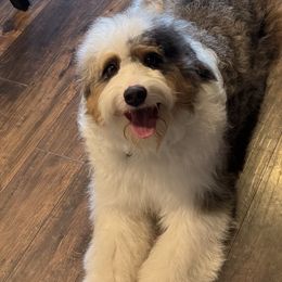 Beau - Bernedoodle