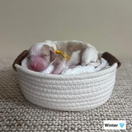 Winter - Parti male Goldendoodle puppy in Crothersville, Indiana from Wischmeier’s Doodles