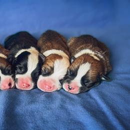 Pembroke Welsh Corgi Puppies from Annwyl McCorgis