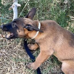 Belgian Malinois Puppies from BlueStone