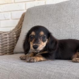 Meg - Black and cream female Dachshund puppy in Hope, Arkansas from Duckett Lane Dachshunds