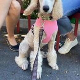 Poodle Puppies from Barbi's Standards
