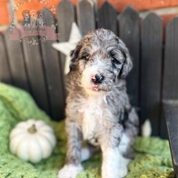 Lucky Charms - Blue merle male Aussiedoodle puppy in Corydon, Indiana from Ridgeline Doodles