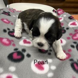 Pearl - Black and white female Shih Tzu puppy in Conway, Missouri from Hillside Loop Kennel LLC