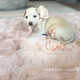 Gabriella Rose - Cream female Italian Greyhound puppy in Duvall, Washington from Hunter_Moon Hounds
