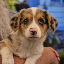 Pansey - Blue merle and white female American Corgi puppy in Boise, Idaho from Porter Creek Corgis