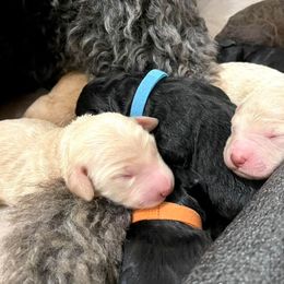 Goldendoodle and Poodle Puppies from SnickerDoodlePups