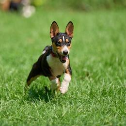 Banner - Black tan and white male Basenji puppy in Hartford, Virginia from Haus Annandael Basenjis