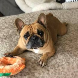 Charlotte - French Bulldog