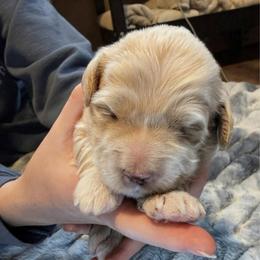 Peter Pan - Cream male Goldendoodle puppy in Bountiful, Utah from PJs Puppy Love