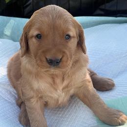 Yellow Girl - Dark golden female Golden Retriever puppy in Utah from Deseret Peak Goldens