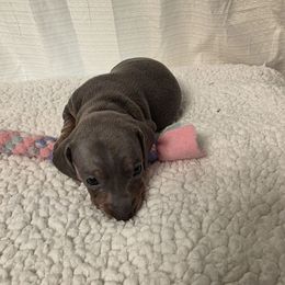 Lena - Blue and tan female Dachshund puppy in Dayton, Ohio from Jen's Mini Dachshunds