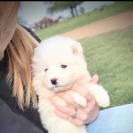 Harper - White female Samoyed puppy in Durant, Oklahoma from OrangeLine Samoyeds