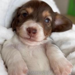 Scooby-Doo - Piebald male Dachshund puppy in Chandler, Arizona from Vonaducci Doxies, LLC.