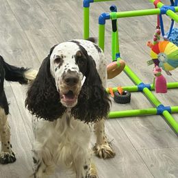 Sasha - English Springer Spaniel