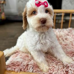 Ticonderoga - Caramel cream female Labradoodle puppy in Camden, North Carolina from Oopsie Doodles of NC