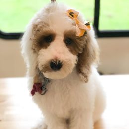 Maltipoos and Poodles from Nelson Creek Farms