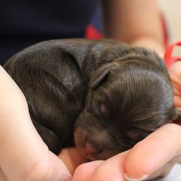 Red collar  Tango - Chocolate male Australian Labradoodle puppy in Provo, Utah from EllsWORTH Labradoodles LLC
