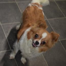 Chili Pepper - Chihuahua