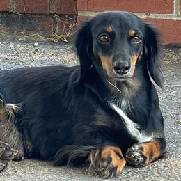 Jemmy - Dachshund