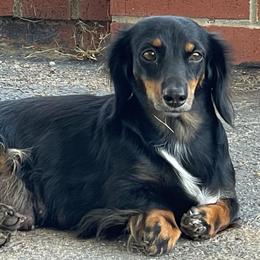 Jemmy - Dachshund