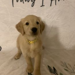 Golden Retriever Puppies from 3 Gun Retrievers