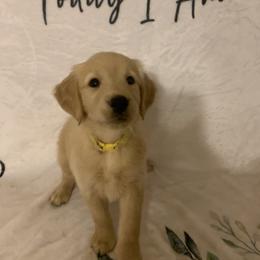 Golden Retriever Puppies from 3 Gun Retrievers