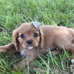 Cavalier King Charles Spaniel Puppies from Valentine Cavilers