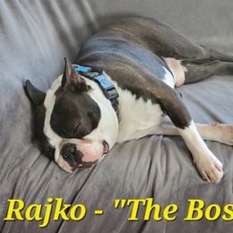 Boston Terrier Puppies from Big Sky Bostons