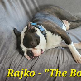 Boston Terrier Puppies from Big Sky Bostons