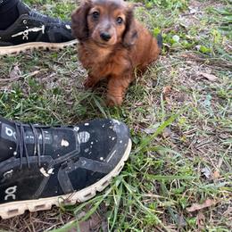 Harry - Red male Dachshund puppy in Mountain Home, Arkansas from Furry Friends Kennel
