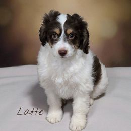 Latte - Brown and white female Aussiedoodle puppy in Lebanon, Oregon from Abbott Family Farm