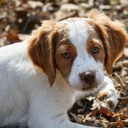 Cupid - Orange and white male Brittany puppy in Hollidaysburg, Pennsylvania from Royal Flush Farms