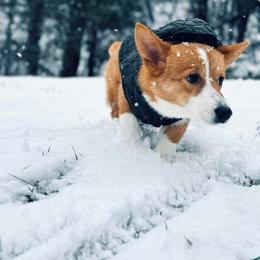 Tucker - White and red male Pembroke Welsh Corgi puppy in Largo, Florida from Nauti Corgi’s