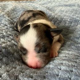 Jax - Blue merle male Miniature American Shepherd puppy in Milton Freewater, Oregon from Sparkling Cross Toy & Mini Aussies