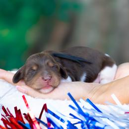 Rocky - Piebald male Dachshund puppy in Fort Myers, Florida from Blossom Paws