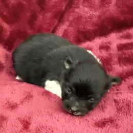 Girl 2 - Black parti female Pomeranian puppy in Effort, Pennsylvania from Pomeranian Puppies