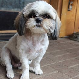 JoJo - Shih Tzu