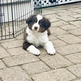 Boy 2 - Red tri-color male Miniature American Shepherd puppy in Scotland, Connecticut from Greenwood Acres Kennel