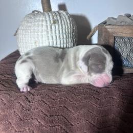 Great Dane Puppies from North Cedar Danes