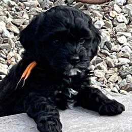 "Baby Nugget " Assorted Doodle Crosses and Cockapoo Puppies from Frosty Acres Cockapoos and Doodles
