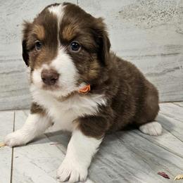 Mya m3 orange - Red tri-color male Australian Shepherd puppy in Arbela, Missouri from County Line Aussies
